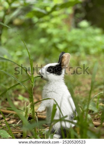 Similar – belier breed Bunny freely in the field