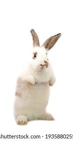 
Rabbit Stands On White Background. Little Cute Bunny Balances Itself On Two Back Leg.			