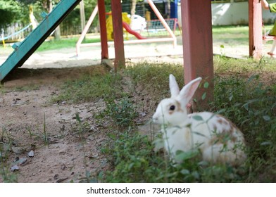 Rabbit Stands Playground Stock Photo 734104849 | Shutterstock