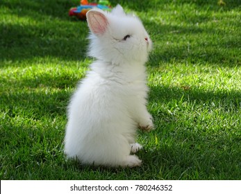 A Rabbit stood up