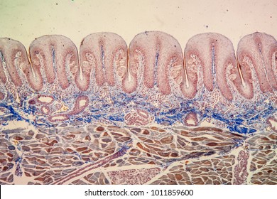 Rabbit, Taste Buds Under The Microscope