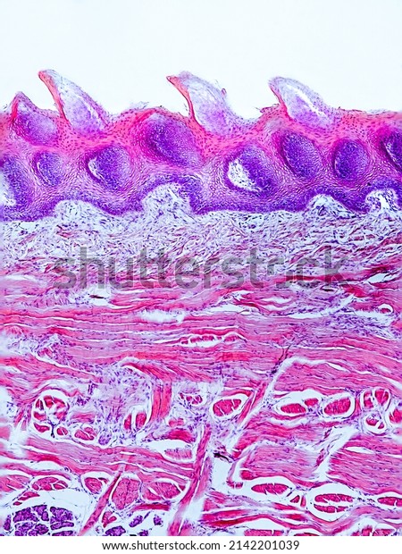 rabbit tongue cross section under the\
microscope showing filiform papillae, taste buds, submucosa and\
muscle - optical microscope x100\
magnification