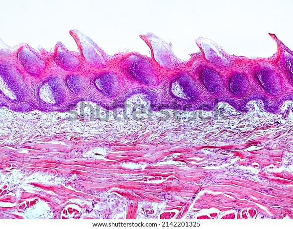 rabbit tongue cross section under the\
microscope showing filiform papillae, taste buds, submucosa and\
muscle - optical microscope x200\
magnification