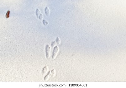 What do rabbit tracks look like
