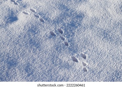 Rabbit Tracks In The Snow