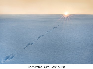 rabbit tracks in the snow at sunset