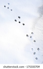 Rabbit Tracks In Snow In Winter