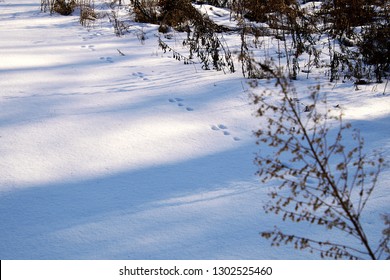 rabbit tracks in the winter snow