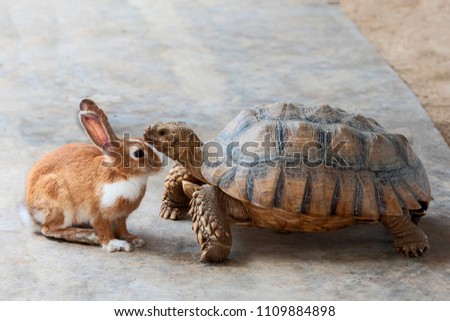 Rabbit and turtle are discussing the competition. (the rabbit and turtle tales)
