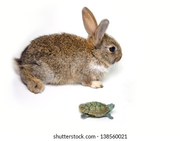 Rabbit And Turtle Are Ready To Race Isolated White Background