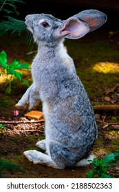 The Rabbit - Un Lapin