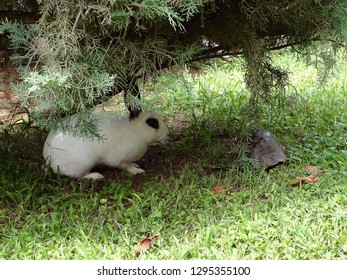rabbit under the tree                               