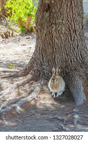 Rabbit under the tree