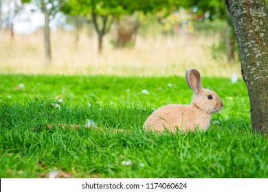 Rabbit under a tree in a garden at Easter in idyllic surroundings in green nature