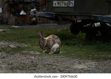 うさぎ イラスト リアル の写真素材 画像 写真 Shutterstock