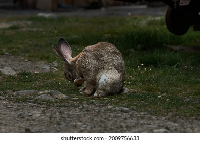 うさぎ イラスト リアル の写真素材 画像 写真 Shutterstock