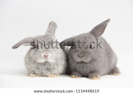 rabbit with white background