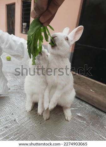 Rabbit white rabbitears cute india