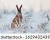 the winter hare