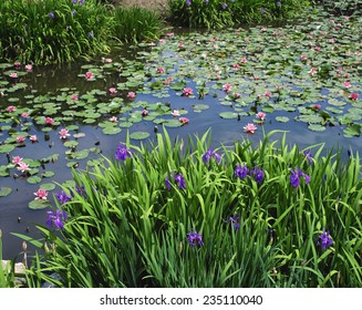 Rabbitear iris
