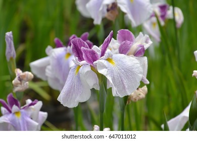 Rabbitear iris
