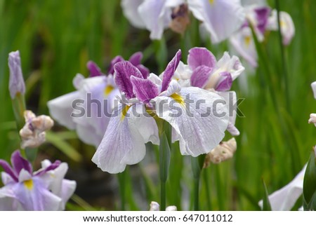 Rabbitear iris