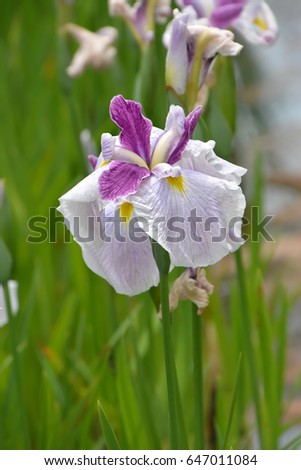 Rabbitear iris