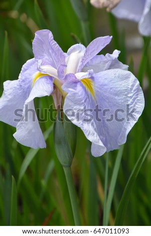 Rabbitear iris
