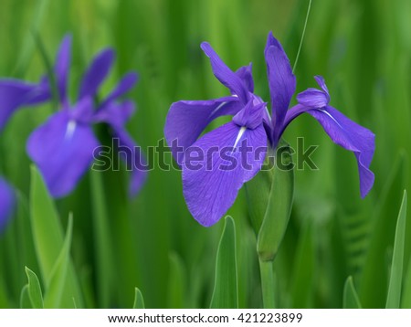 Rabbit-ear iris blooming in early summer