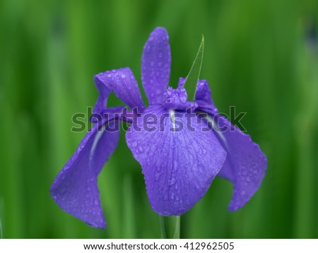 Rabbit-ear iris blooming in the rain,