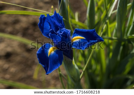 Rabbitear iris of the flower bed