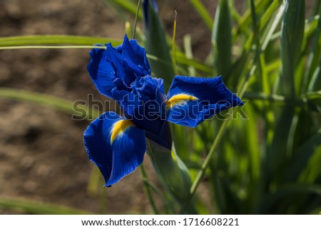 Rabbitear iris of the flower bed
