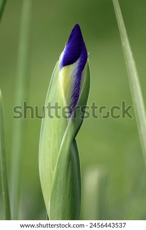 rabbitear iris A flower indispensable for waterside landscaping