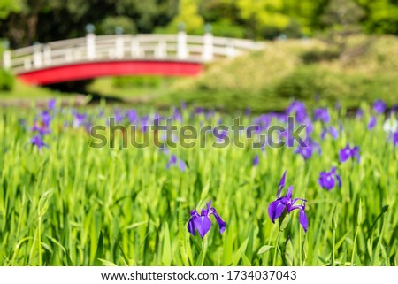 Rabbitear iris flower and red drum bridge.
