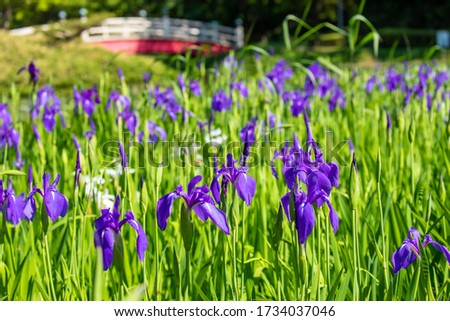 Rabbitear iris flower and red drum bridge.