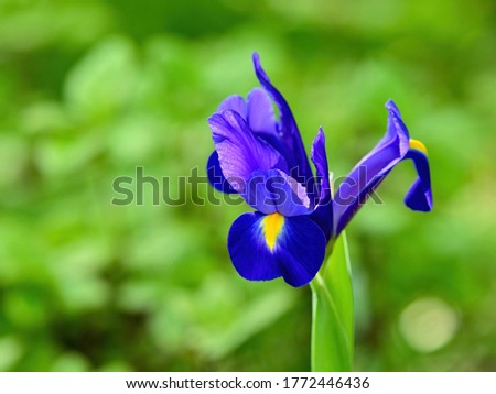 Rabbitear iris (Kakitsubata) is full blooming in the green background