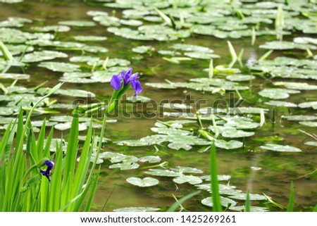 rabbitear iris and water lily pond