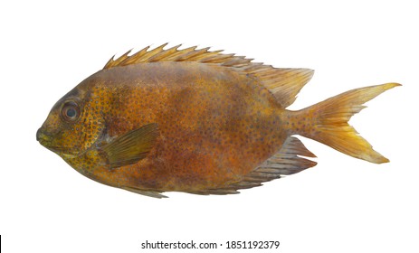 Rabbitfish Or Spinefoot Isolated On White 