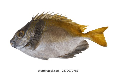 Rabbitfish or spinefoot isolated on white background.	