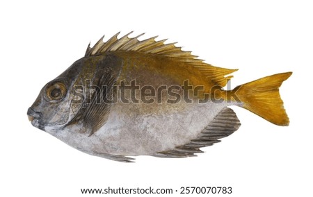 Rabbitfish or spinefoot isolated on white background.	