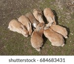 rabbits