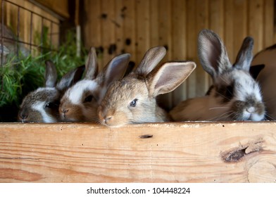 Rabbits In Barn, Little Ones, Rabbits