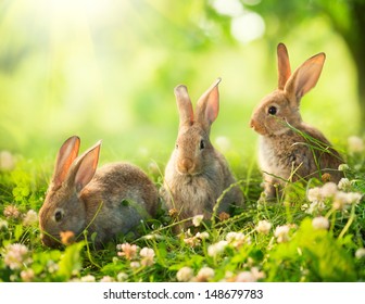 Rabbits. Beauty Art Design Of Cute Little Easter Bunny In The Meadow. Spring Flowers And Green Grass. Bunnies. Sunbeams 