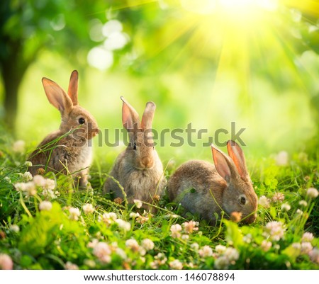 Rabbits. Beauty Art Design of Cute Little Easter Bunny in the Meadow. Spring Flowers and Green Grass. Sunbeams