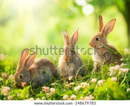 Rabbits. Beauty Art Design of Cute Little Easter Bunny in the Meadow. Spring Flowers and Green Grass. Bunnies. Sunbeams 