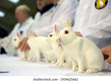 Rabbits Being Judged In A Pet Show Competition