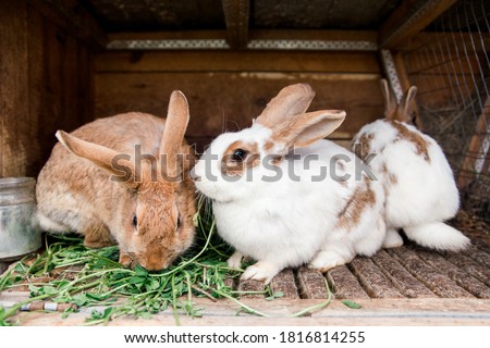 rabbits in a cage eat grass. rabbit cage. feeding rabbits.