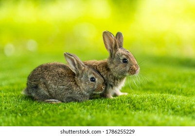 Rabbits. Cute little Easter bunny in the meadow. Green grass under the sunbeams. two rabbits on a green grass in summer day.