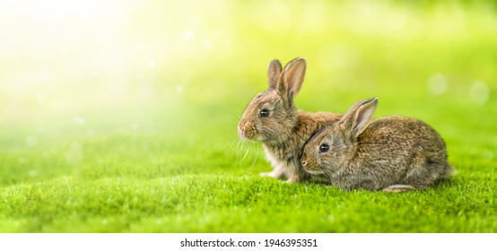 Rabbits. Cute little Easter bunny in the meadow. Green grass under the sunbeams. two rabbits on a green grass in idyllic springtime landscape . Wide banner