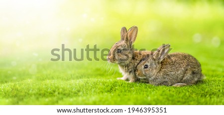 Rabbits. Cute little Easter bunny in the meadow. Green grass under the sunbeams. two rabbits on a green grass in idyllic springtime landscape . Wide banner